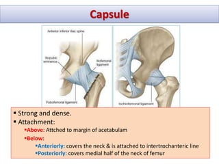 Lecture 19 Hip, Knee & ankle joints.pptx