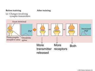 Lecture19 memory ii | PPTX