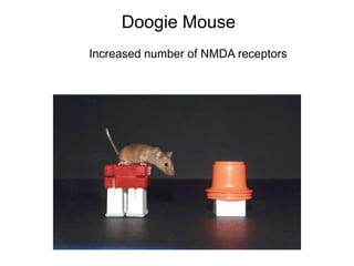 Doogie Mouse Lecture19 memory ii | PPTX