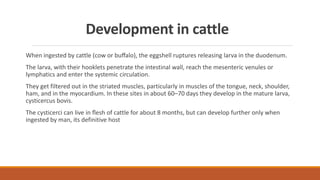 Development in cattle
When ingested by cattle (cow or buﬀalo), the eggshell ruptures releasing larva in the duodenum.
The larva, with their hooklets penetrate the intestinal wall, reach the mesenteric venules or
lymphatics and enter the systemic circulation.
They get filtered out in the striated muscles, particularly in muscles of the tongue, neck, shoulder,
ham, and in the myocardium. In these sites in about 60–70 days they develop in the mature larva,
cysticercus bovis.
The cysticerci can live in ﬂesh of cattle for about 8 months, but can develop further only when
ingested by man, its definitive host
 