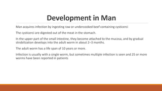Development in Man
Man acquires infection by ingesting raw or undercooked beef containing cysticerci
The cysticerci are digested out of the meat in the stomach.
In the upper part of the small intestine, they become attached to the mucosa, and by gradual
strobilization develops into the adult worm in about 2–3 months.
The adult worm has a life span of 10 years or more.
Infection is usually with a single worm, but sometimes multiple infection is seen and 25 or more
worms have been reported in patients
 