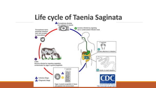 Life cycle of Taenia Saginata
 