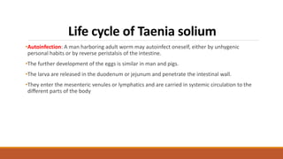 Life cycle of Taenia solium
•Autoinfection: A man harboring adult worm may autoinfect oneself, either by unhygenic
personal habits or by reverse peristalsis of the intestine.
•The further development of the eggs is similar in man and pigs.
•The larva are released in the duodenum or jejunum and penetrate the intestinal wall.
•They enter the mesenteric venules or lymphatics and are carried in systemic circulation to the
diﬀerent parts of the body
 
