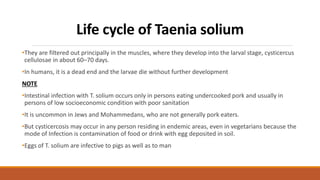 Life cycle of Taenia solium
•They are filtered out principally in the muscles, where they develop into the larval stage, cysticercus
cellulosae in about 60–70 days.
•In humans, it is a dead end and the larvae die without further development
NOTE
•Intestinal infection with T. solium occurs only in persons eating undercooked pork and usually in
persons of low socioeconomic condition with poor sanitation
•It is uncommon in Jews and Mohammedans, who are not generally pork eaters.
•But cysticercosis may occur in any person residing in endemic areas, even in vegetarians because the
mode of Infection is contamination of food or drink with egg deposited in soil.
•Eggs of T. solium are infective to pigs as well as to man
 