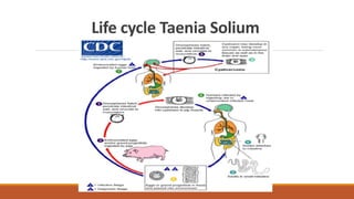 Life cycle Taenia Solium
 