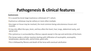 Pathogenesis & clinical features
Cysticercosis
•It is caused by larval stage (cysticecus cellulosae) of T. solium.
•Cysticercus cellulosae may be solitary or more often multiple.
•Any organ or tissue may be involved, the most common being subcutaneous tissues and
muscles.
•It may also aﬀect the eyes, brain, and less often the heart, liver, lungs, abdominal cavity, and
spinal cord.
•The cysticercus is surrounded by a fibrous capsule except in the eye and ventricles of the brain.
•The larvae evoke a cellular reaction starting with infiltration of neutrophils, eosinophils,
lymphocytes, plasma cells, and at times, giant cells.
•This is followed by fibrosis and death of the larva with eventual calcifcation
 