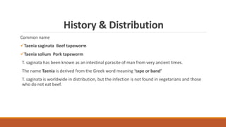 History & Distribution
Common name
Taenia saginata Beef tapeworm
Taenia solium Pork tapeworm
T. saginata has been known as an intestinal parasite of man from very ancient times.
The name Taenia is derived from the Greek word meaning ‘tape or band’
T. saginata is worldwide in distribution, but the infection is not found in vegetarians and those
who do not eat beef.
 