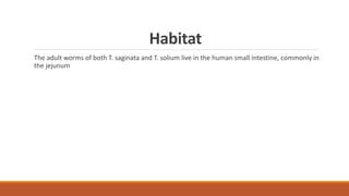 Habitat
The adult worms of both T. saginata and T. solium live in the human small intestine, commonly in
the jejunum
 