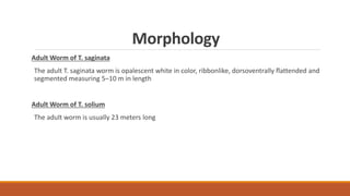 Morphology
Adult Worm of T. saginata
The adult T. saginata worm is opalescent white in color, ribbonlike, dorsoventrally ﬂattended and
segmented measuring 5–10 m in length
Adult Worm of T. solium
The adult worm is usually 23 meters long
 