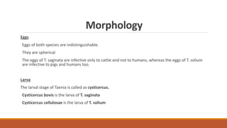 Morphology
Eggs
Eggs of both species are indistinguishable.
They are spherical
The eggs of T. saginata are infective only to cattle and not to humans, whereas the eggs of T. solium
are infective to pigs and humans too.
Larva
The larval stage of Taenia is called as cysticercus.
Cysticercus bovis is the larva of T. saginata
Cysticercus cellulosae is the larva of T. solium
 