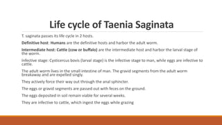 Life cycle of Taenia Saginata
T. saginata passes its life cycle in 2 hosts.
Definitive host: Humans are the definitive hosts and harbor the adult worm.
Intermediate host: Cattle (cow or buﬀalo) are the intermediate host and harbor the larval stage of
the worm.
Infective stage: Cysticercus bovis (larval stage) is the infective stage to man, while eggs are infective to
cattle.
The adult worm lives in the small intestine of man. The gravid segments from the adult worm
breakaway and are expelled singly.
They actively force their way out through the anal sphincter.
The eggs or gravid segments are passed out with feces on the ground.
The eggs deposited in soil remain viable for several weeks.
They are infective to cattle, which ingest the eggs while grazing
 