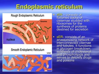 Lecture1 a gen physiology | PPT
