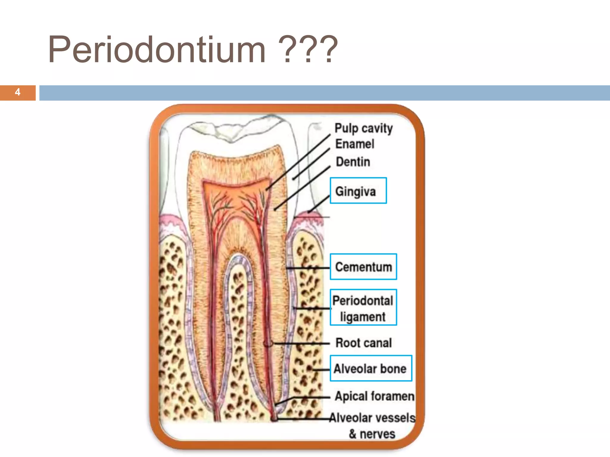 Periodontium ???
4
 