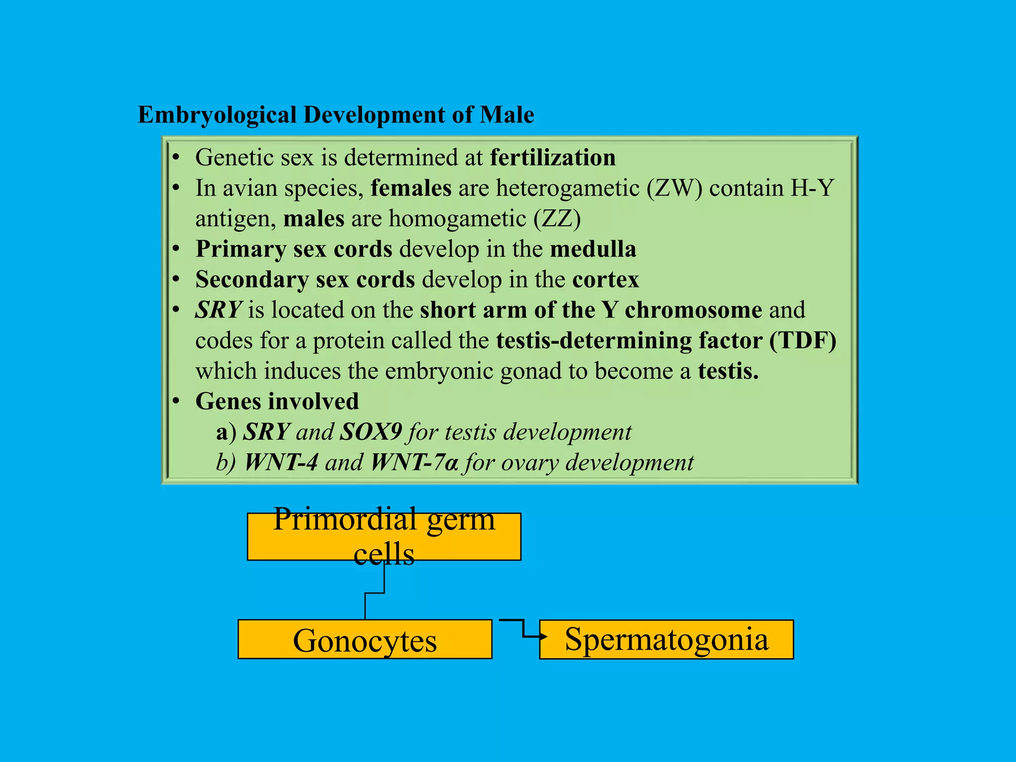 Lecture 1 Anatomy & physiology of male reproductive tract of domestic