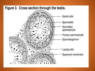 Lecture 1 Anatomy & physiology of male reproductive tract of domestic