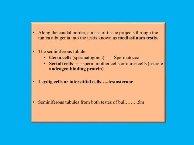 Lecture 1 Anatomy & physiology of male reproductive tract of domestic