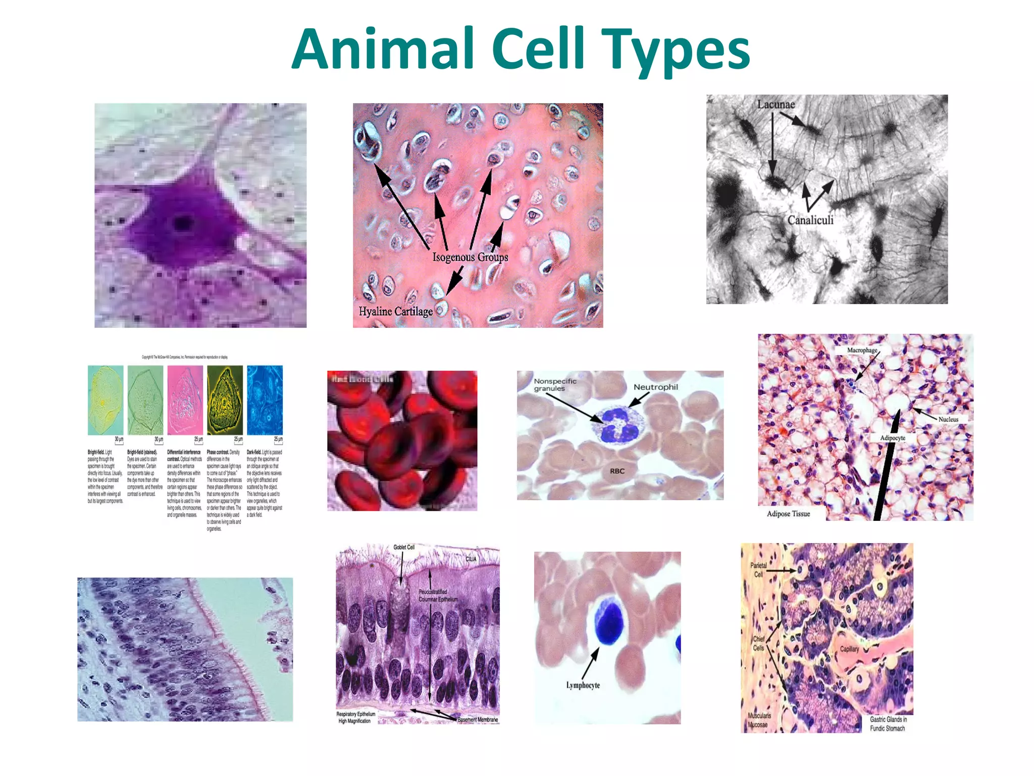 Animal Cell Types
 