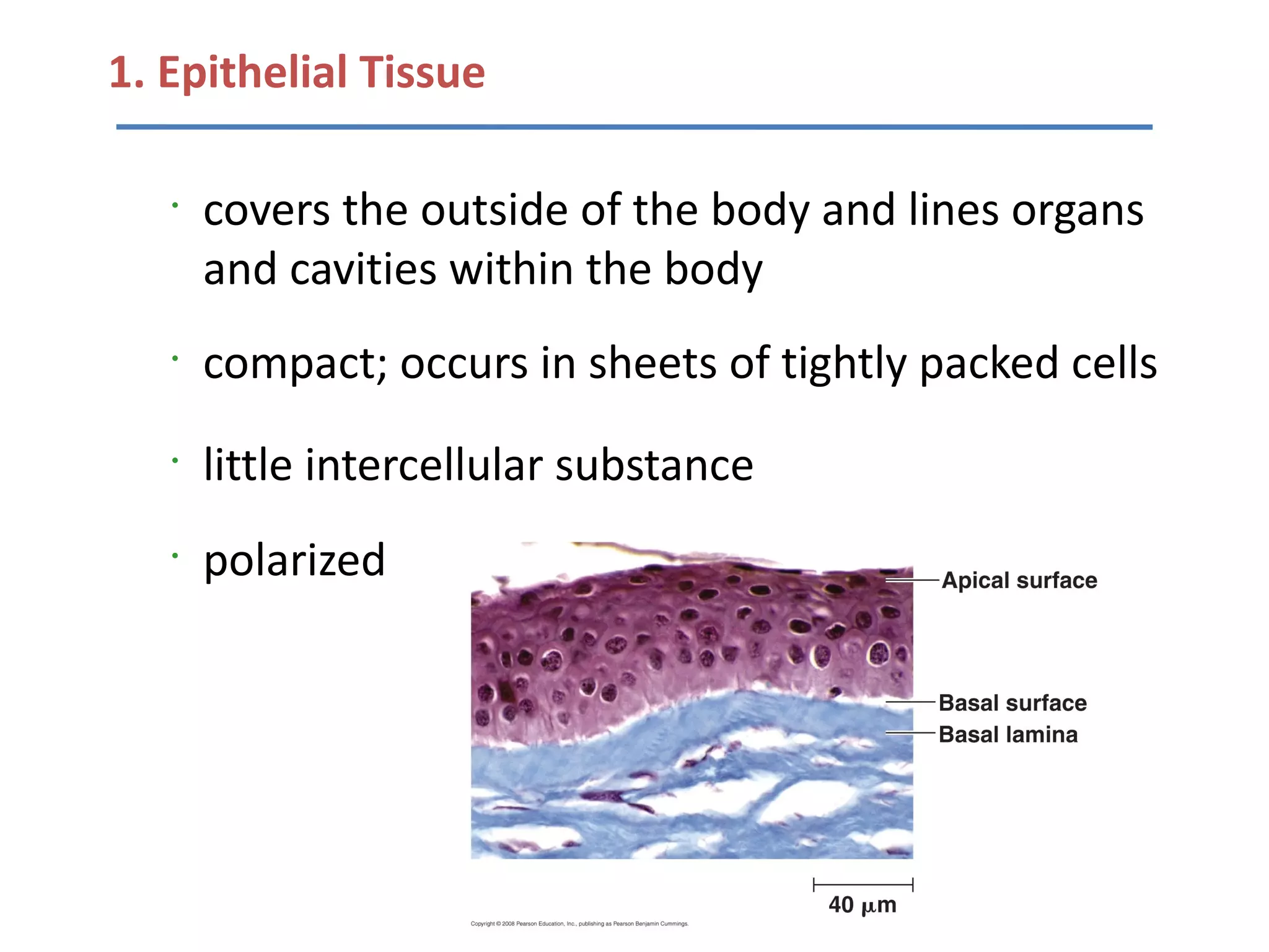 1. Epithelial Tissue

   •
       covers the outside of the body and lines organs
       and cavities within the body
   •
       compact; occurs in sheets of tightly packed cells
   •
       little intercellular substance
   •
       polarized
 