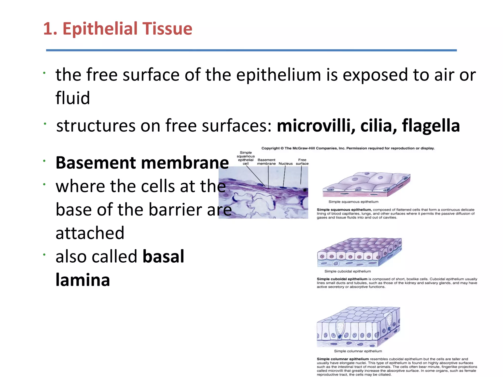1. Epithelial Tissue

•
    the free surface of the epithelium is exposed to air or
    fluid
•
    structures on free surfaces: microvilli, cilia, flagella
•
    Basement membrane
•
    where the cells at the
    base of the barrier are
    attached
•
    also called basal
    lamina
 