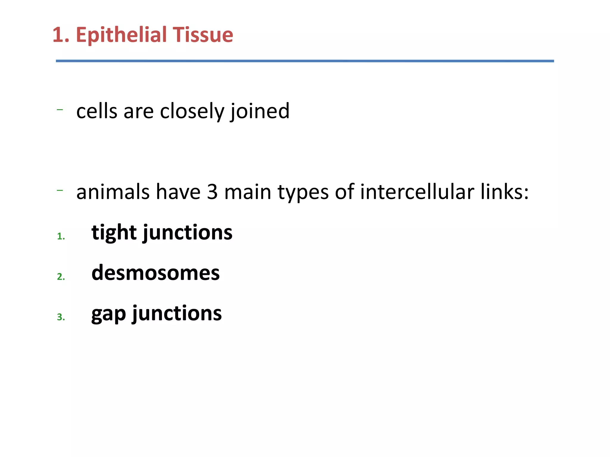 1. Epithelial Tissue

–
     cells are closely joined


–
     animals have 3 main types of intercellular links:
1.    tight junctions
2.    desmosomes
3.    gap junctions
 
