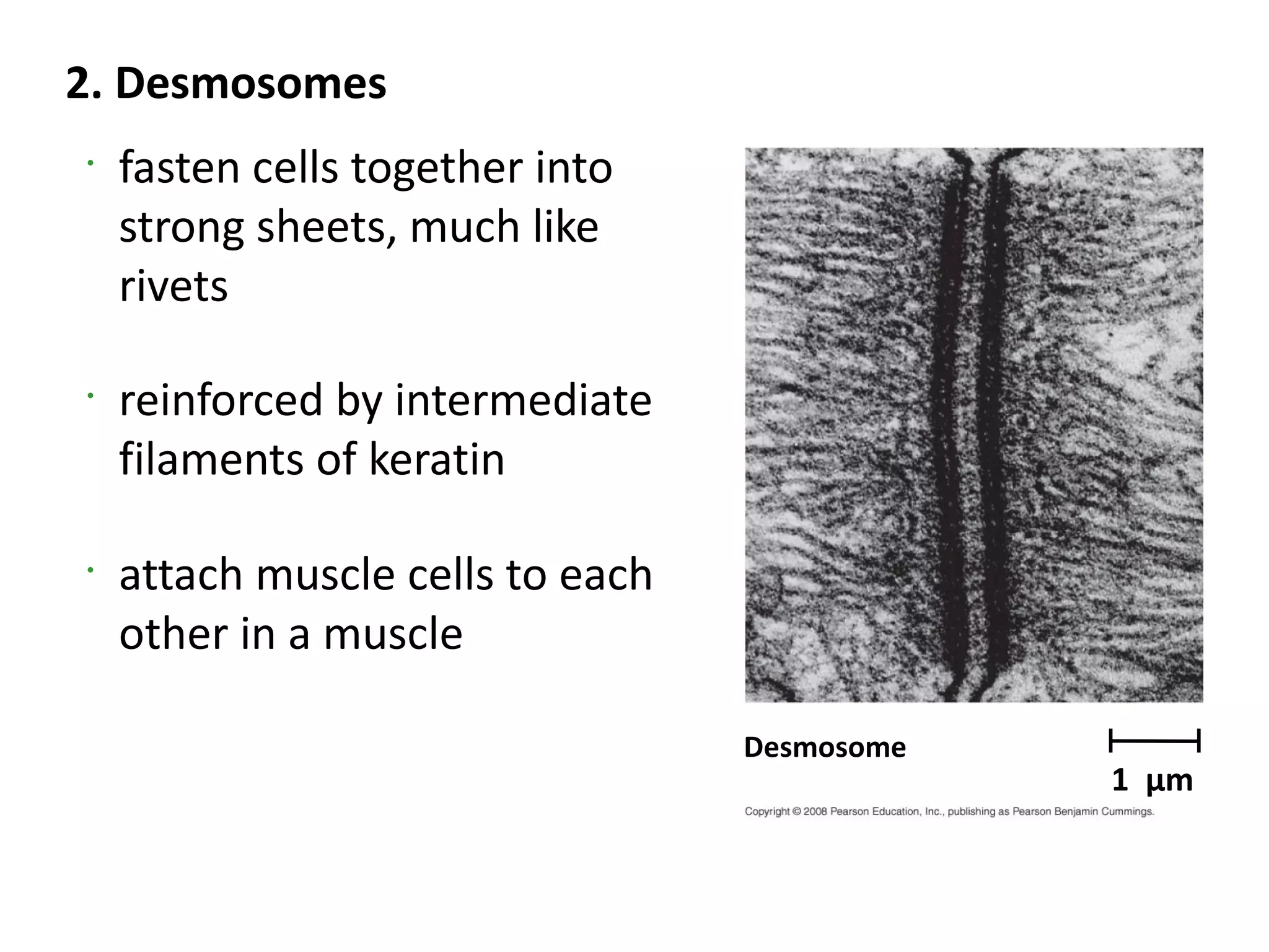 2. Desmosomes
•
    fasten cells together into
    strong sheets, much like
    rivets

•
    reinforced by intermediate
    filaments of keratin

•
    attach muscle cells to each
    other in a muscle

                                  Desmosome
                                              1 µm
 
