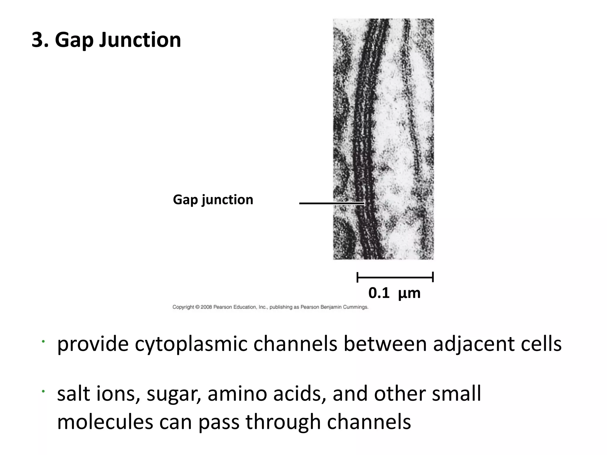 3. Gap Junction




                 Gap junction




                                      0.1 µm

 •
     provide cytoplasmic channels between adjacent cells
 •
     salt ions, sugar, amino acids, and other small
     molecules can pass through channels
 