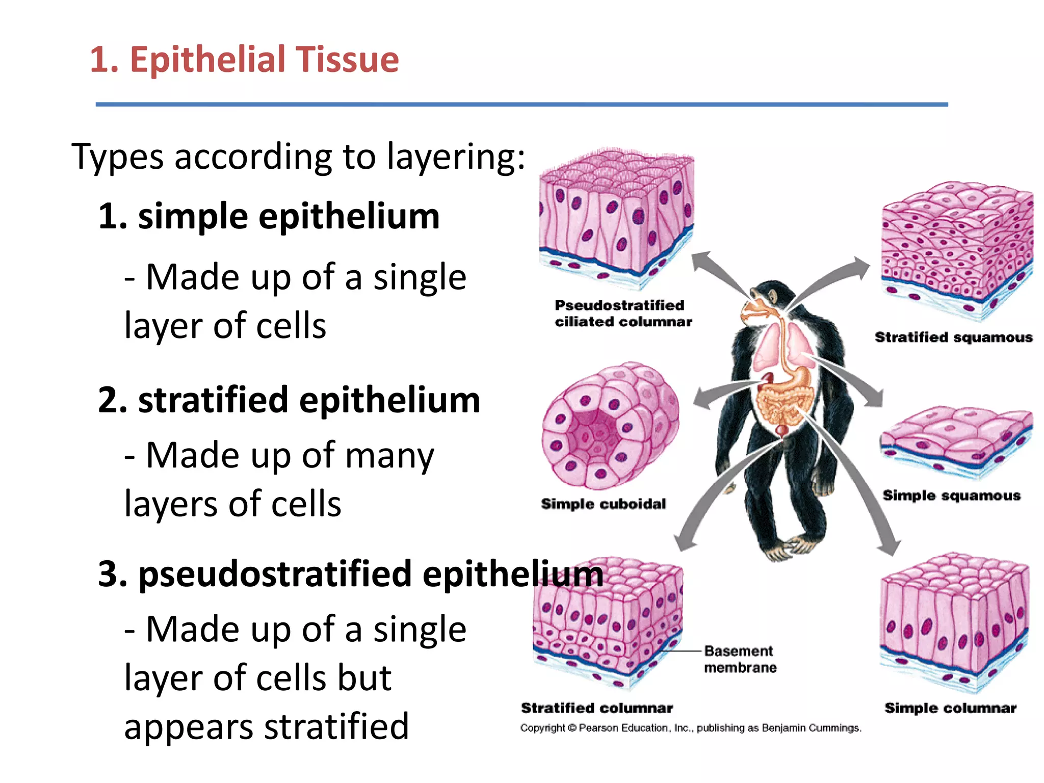 1. Epithelial Tissue

Types according to layering:
 1. simple epithelium
   - Made up of a single
   layer of cells
 2. stratified epithelium
   - Made up of many
   layers of cells
 3. pseudostratified epithelium
   - Made up of a single
   layer of cells but
   appears stratified
 