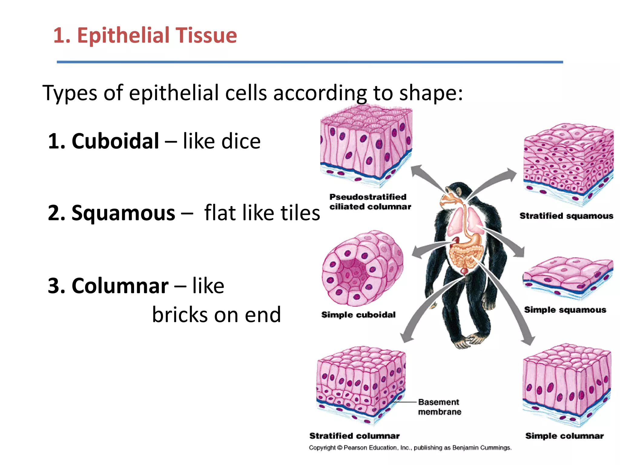 1. Epithelial Tissue

Types of epithelial cells according to shape:

1. Cuboidal – like dice

2. Squamous – flat like tiles


3. Columnar – like
         bricks on end
 
