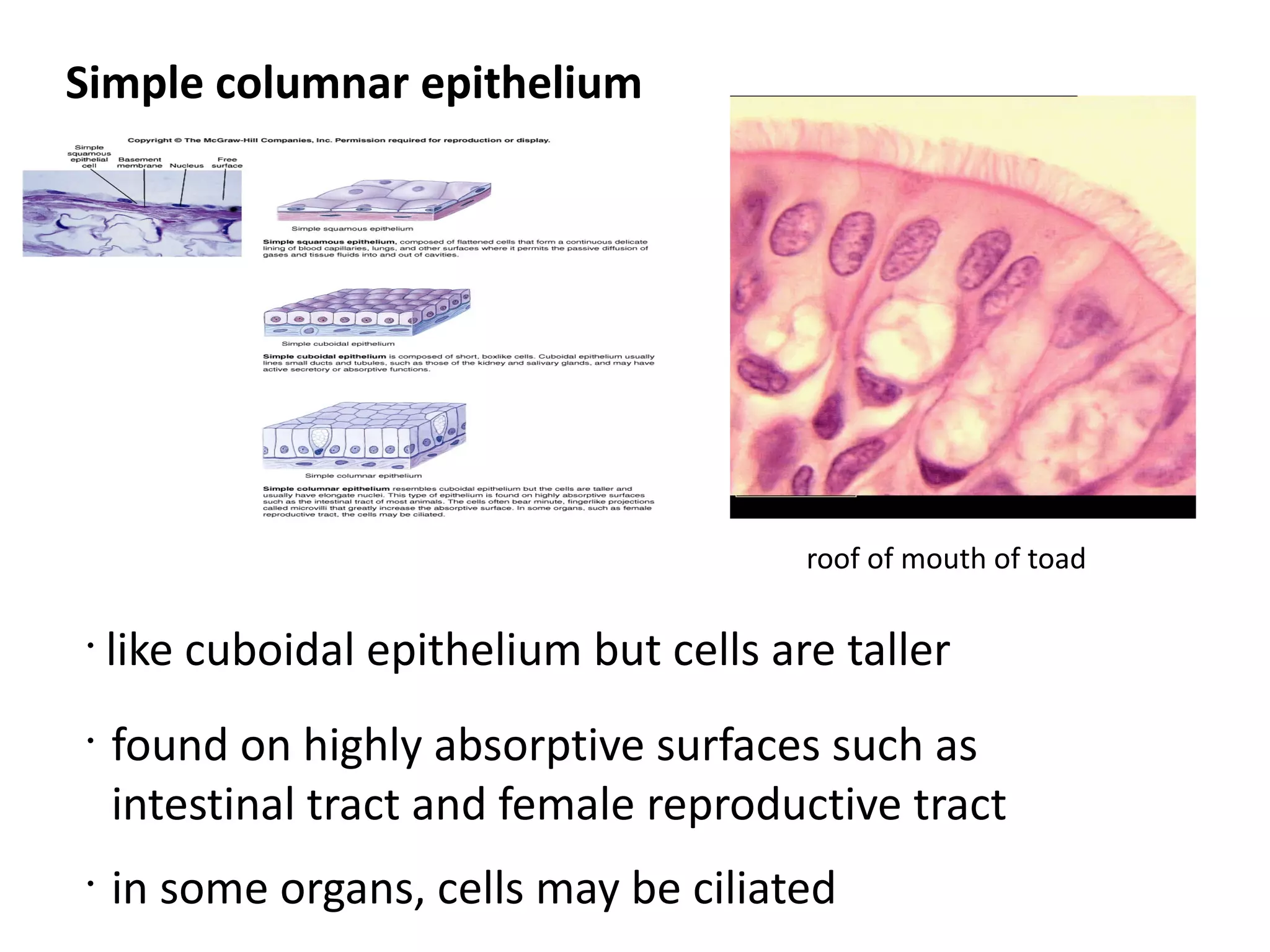 Simple columnar epithelium




                                         roof of mouth of toad

•
    like cuboidal epithelium but cells are taller
•
    found on highly absorptive surfaces such as
    intestinal tract and female reproductive tract
•
    in some organs, cells may be ciliated
 