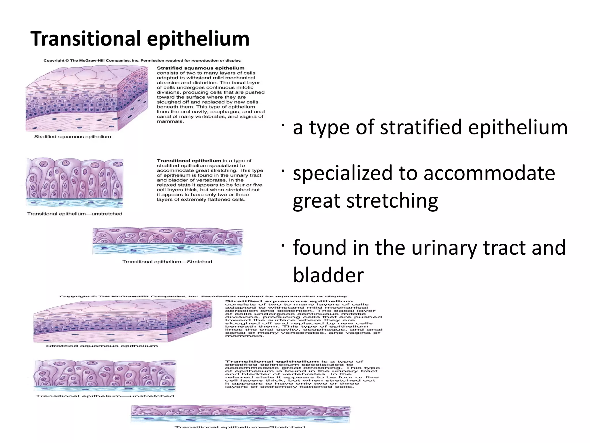Transitional epithelium


                          •
                              a type of stratified epithelium
                          •
                              specialized to accommodate
                              great stretching
                          •
                              found in the urinary tract and
                              bladder
 
