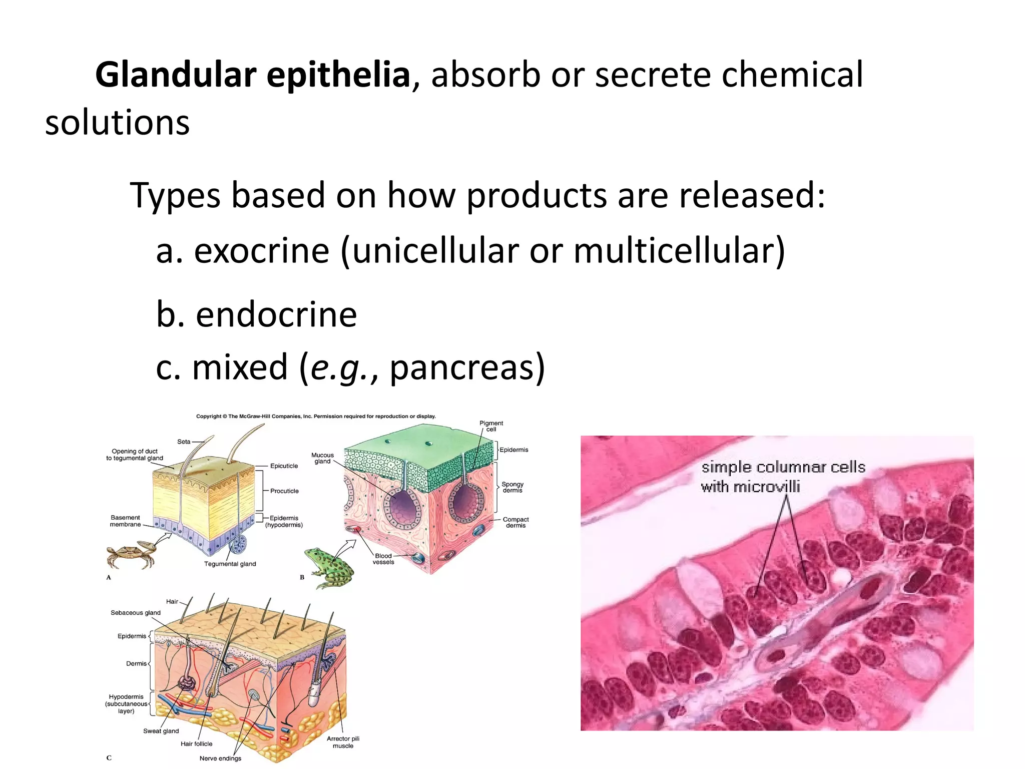 Glandular epithelia, absorb or secrete chemical
solutions
     Types based on how products are released:
      a. exocrine (unicellular or multicellular)
      b. endocrine
      c. mixed (e.g., pancreas)
 