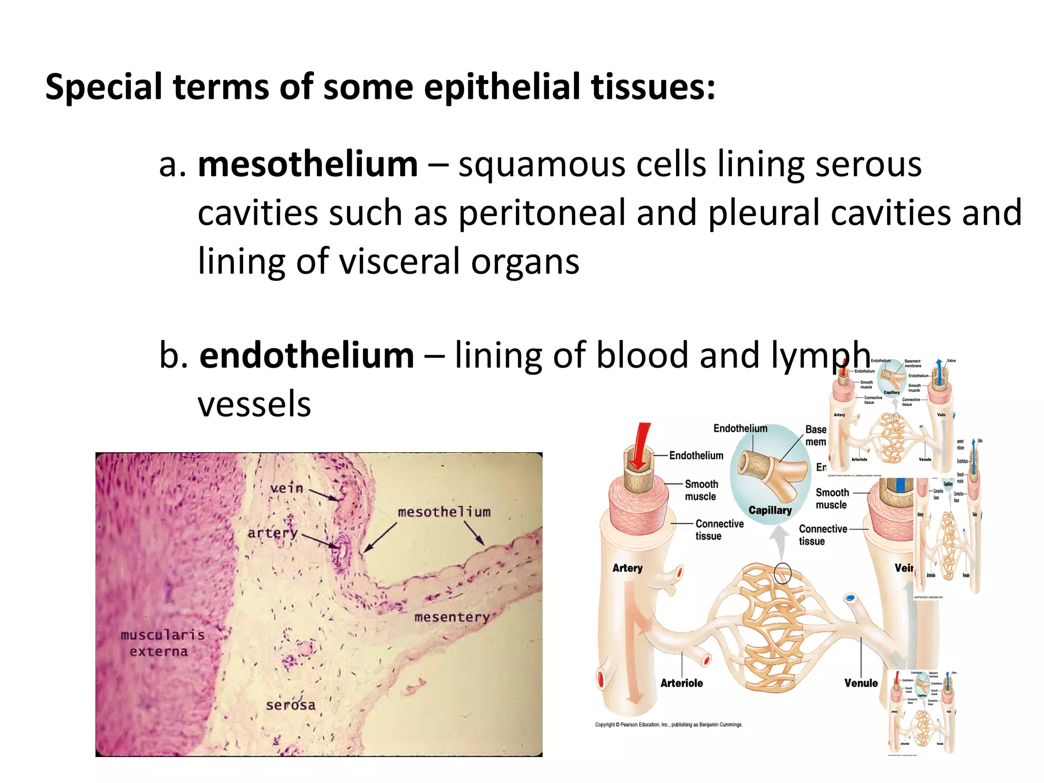 Special terms of some epithelial tissues:
      a. mesothelium – squamous cells lining serous
         cavities such as peritoneal and pleural cavities and
         lining of visceral organs

      b. endothelium – lining of blood and lymph
         vessels
 