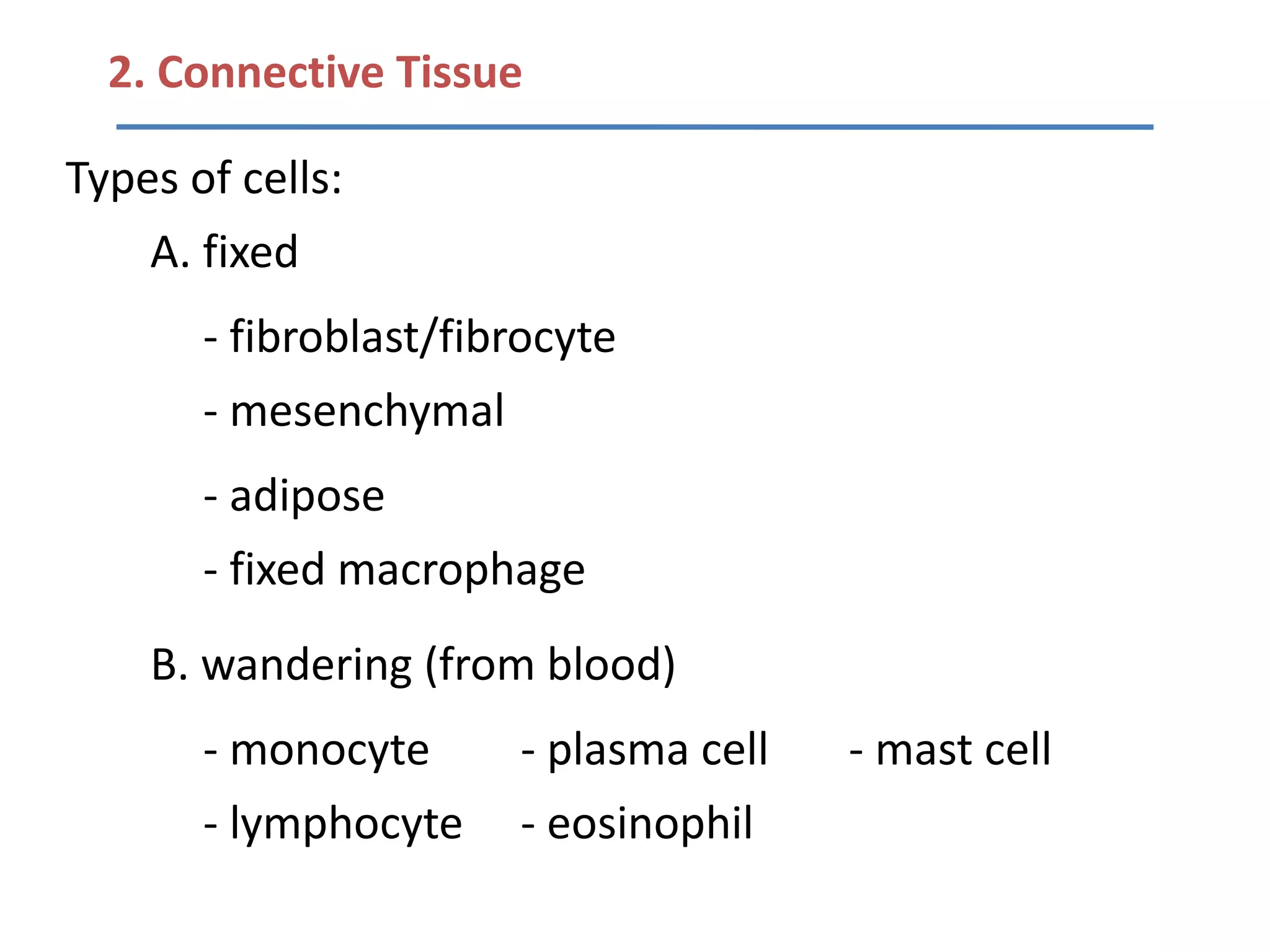 2. Connective Tissue

Types of cells:
    A. fixed
       - fibroblast/fibrocyte
       - mesenchymal
       - adipose
       - fixed macrophage
    B. wandering (from blood)
       - monocyte      - plasma cell   - mast cell
       - lymphocyte    - eosinophil
 