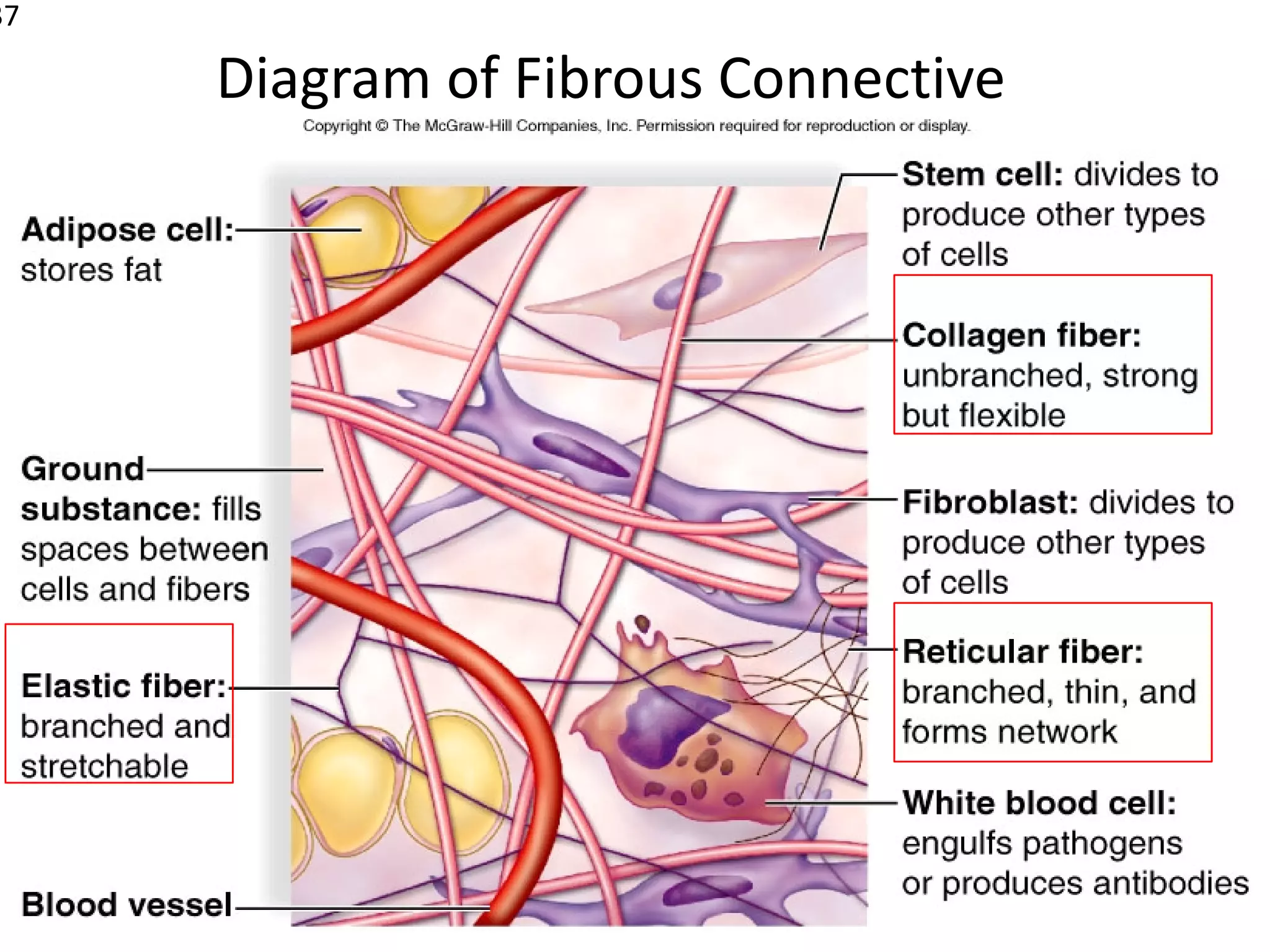 37

     Diagram of Fibrous Connective
                 Tissue
 