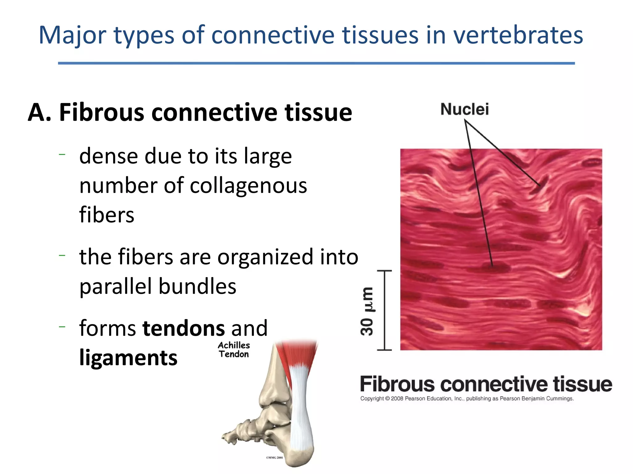 Major types of connective tissues in vertebrates

A. Fibrous connective tissue
  –
      dense due to its large
      number of collagenous
      fibers
  –
      the fibers are organized into
      parallel bundles
  –
      forms tendons and
      ligaments
 