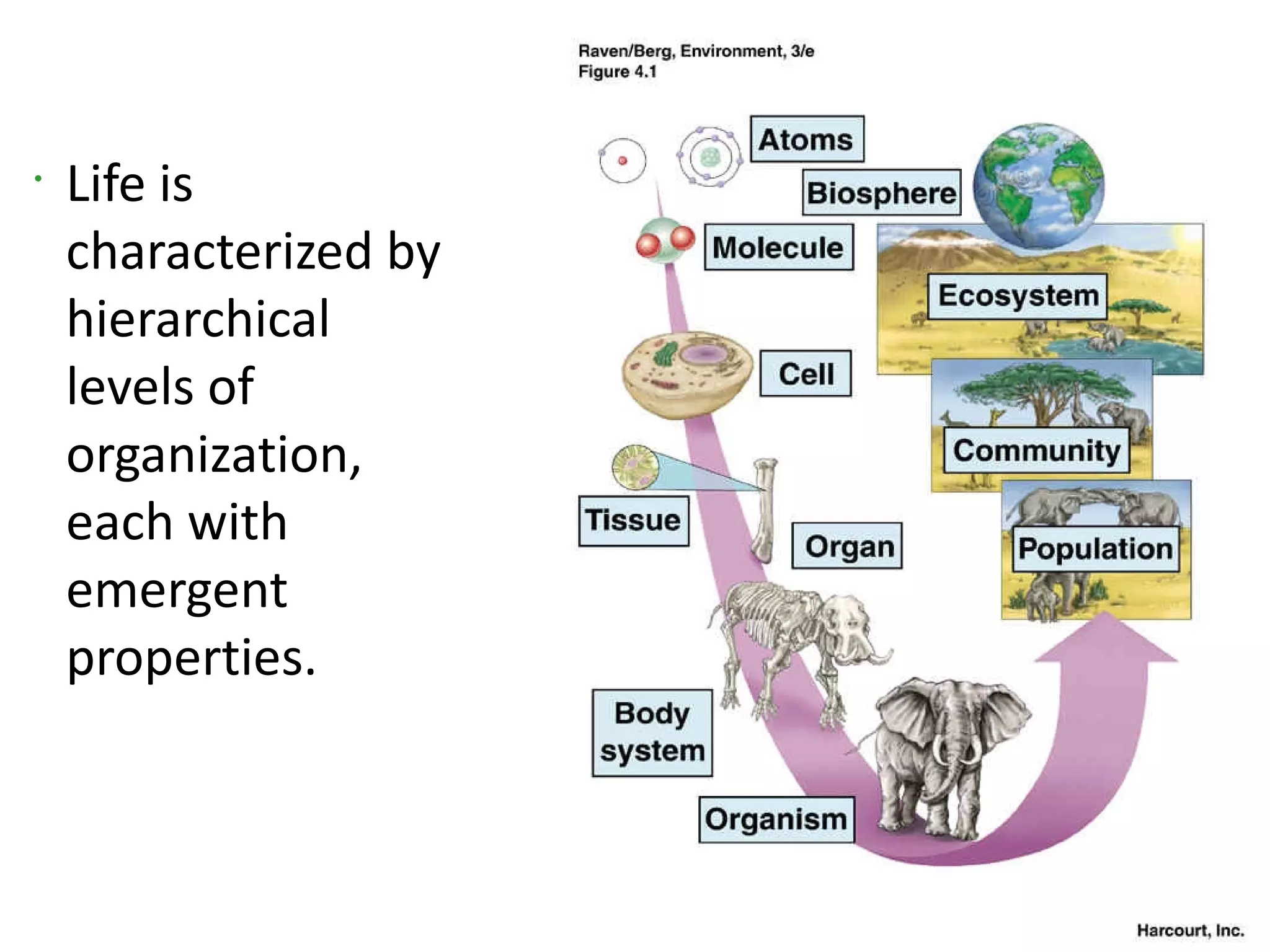 •
    Life is
    characterized by
    hierarchical
    levels of
    organization,
    each with
    emergent
    properties.
 