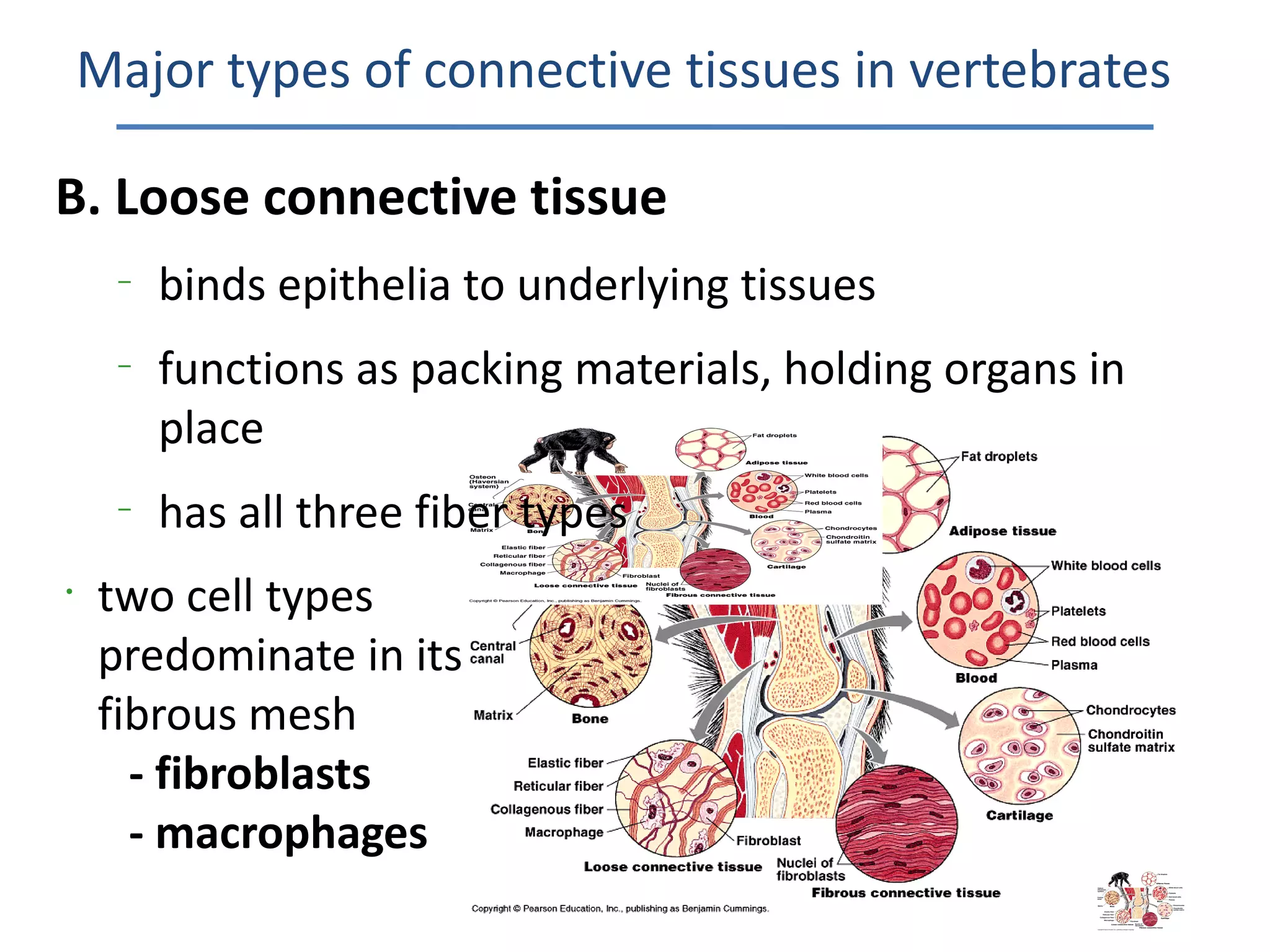 Major types of connective tissues in vertebrates

B. Loose connective tissue
     –
         binds epithelia to underlying tissues
     –
         functions as packing materials, holding organs in
         place
     –
         has all three fiber types
•
    two cell types
    predominate in its
    fibrous mesh
      - fibroblasts
      - macrophages
 