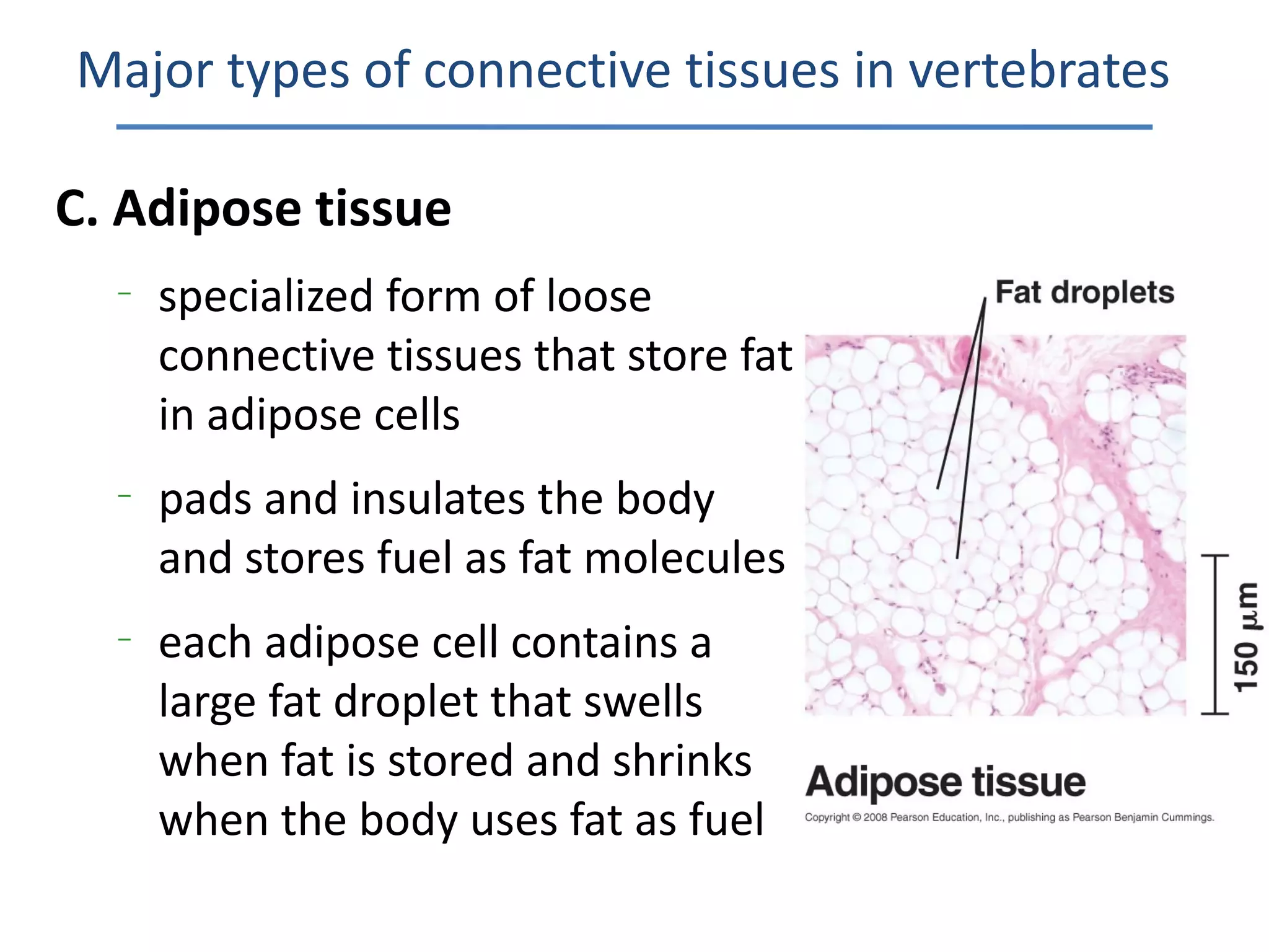 Major types of connective tissues in vertebrates

C. Adipose tissue
  –
      specialized form of loose
      connective tissues that store fat
      in adipose cells
  –
      pads and insulates the body
      and stores fuel as fat molecules
  –
      each adipose cell contains a
      large fat droplet that swells
      when fat is stored and shrinks
      when the body uses fat as fuel
 