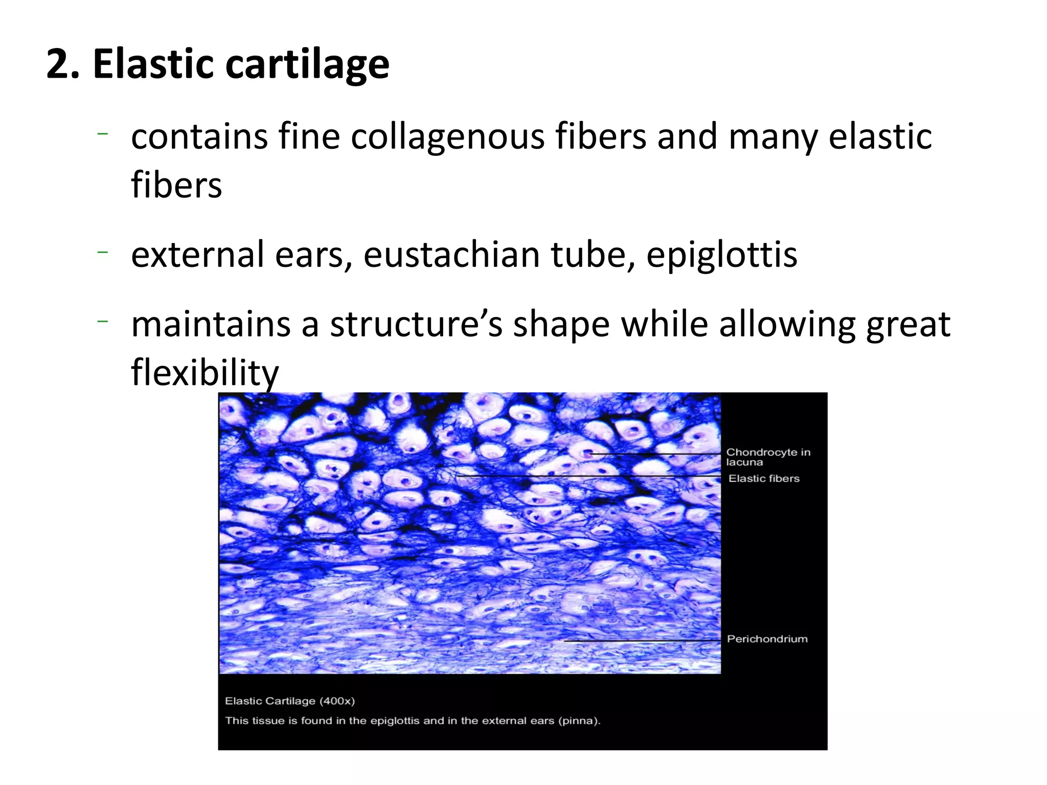 2. Elastic cartilage
   –
       contains fine collagenous fibers and many elastic
       fibers
   –
       external ears, eustachian tube, epiglottis
   –
       maintains a structure’s shape while allowing great
       flexibility
 