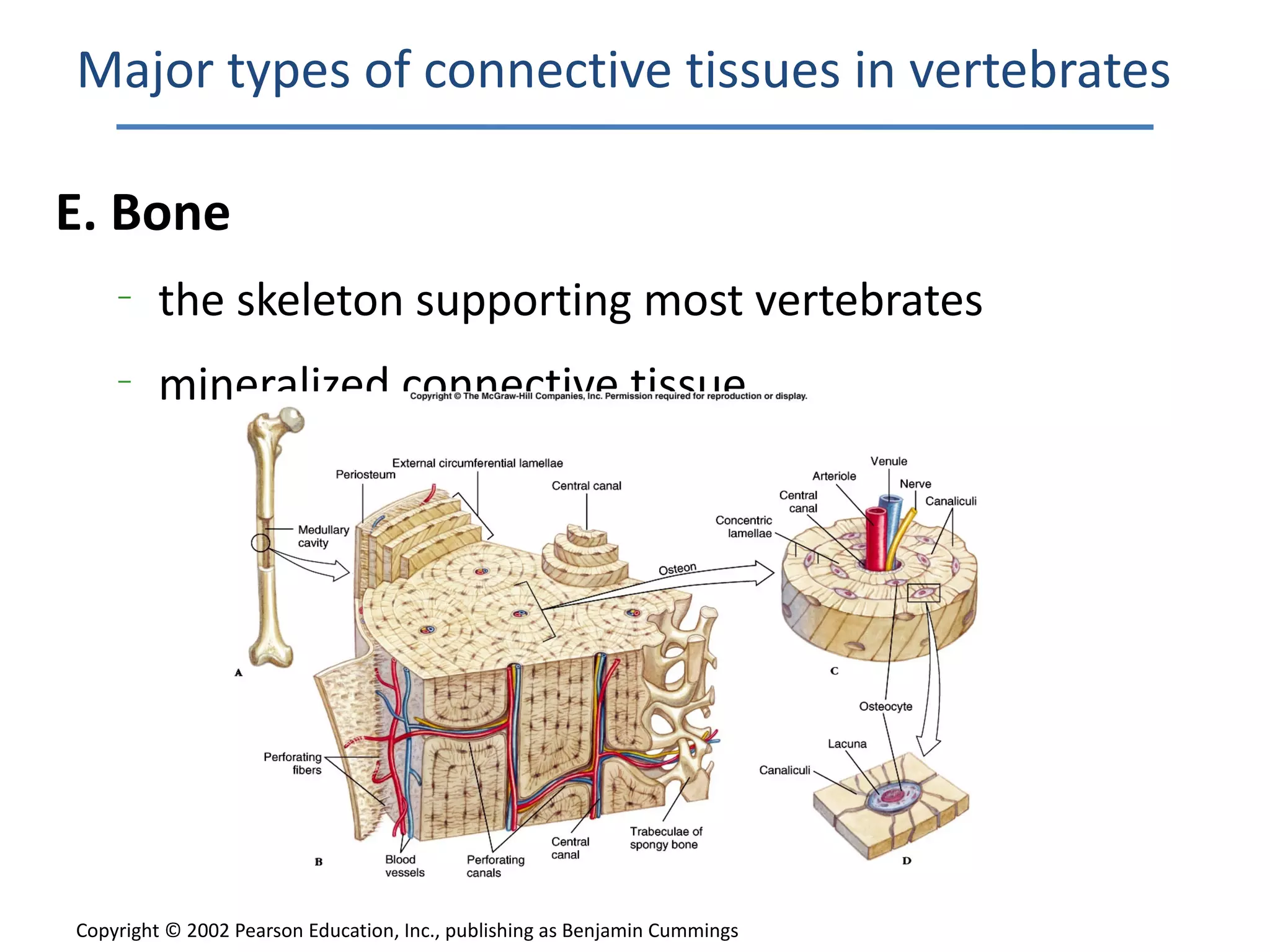 Major types of connective tissues in vertebrates

E. Bone
    –
         the skeleton supporting most vertebrates
    –
         mineralized connective tissue




Copyright © 2002 Pearson Education, Inc., publishing as Benjamin Cummings
 