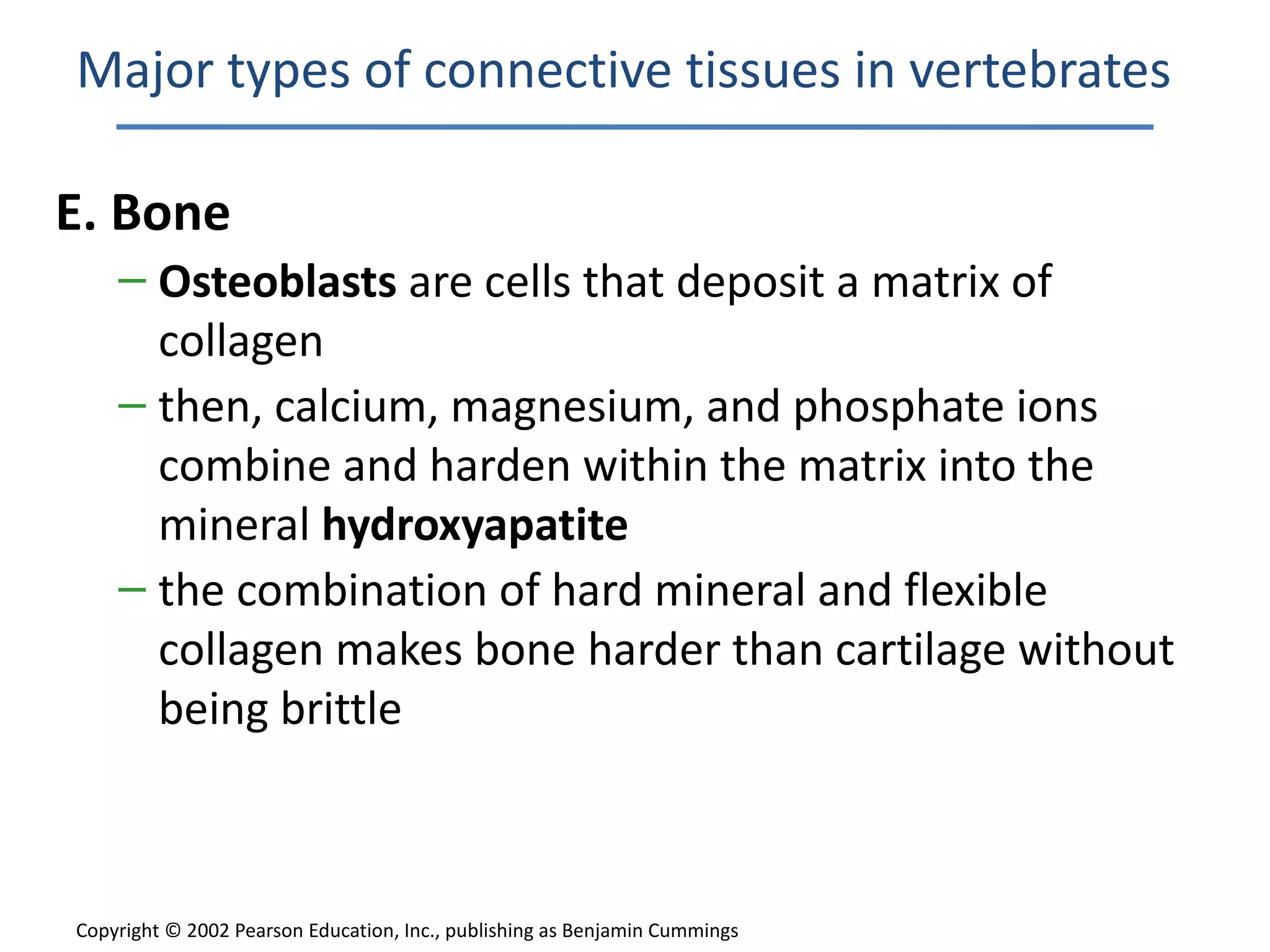Major types of connective tissues in vertebrates

E. Bone
    – Osteoblasts are cells that deposit a matrix of
      collagen
    – then, calcium, magnesium, and phosphate ions
      combine and harden within the matrix into the
      mineral hydroxyapatite
    – the combination of hard mineral and flexible
      collagen makes bone harder than cartilage without
      being brittle



Copyright © 2002 Pearson Education, Inc., publishing as Benjamin Cummings
 