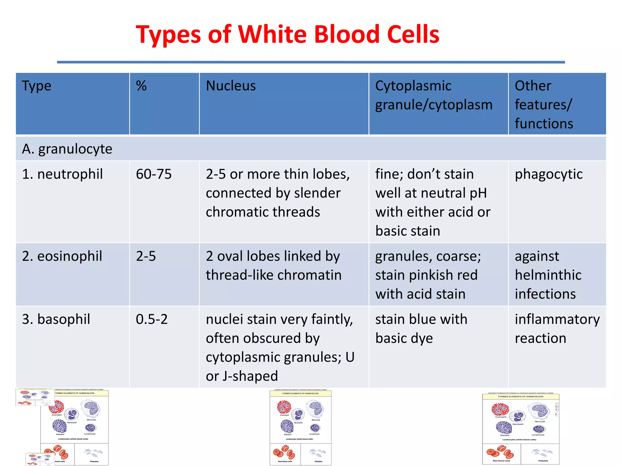 Types of White Blood Cells
Type             %       Nucleus                      Cytoplasmic           Other
                                                      granule/cytoplasm     features/
                                                                            functions
A. granulocyte
1. neutrophil    60-75   2-5 or more thin lobes,      fine; don’t stain     phagocytic
                         connected by slender         well at neutral pH
                         chromatic threads            with either acid or
                                                      basic stain
2. eosinophil    2-5     2 oval lobes linked by       granules, coarse;     against
                         thread-like chromatin        stain pinkish red     helminthic
                                                      with acid stain       infections
3. basophil      0.5-2   nuclei stain very faintly,   stain blue with       inflammatory
                         often obscured by            basic dye             reaction
                         cytoplasmic granules; U
                         or J-shaped
 