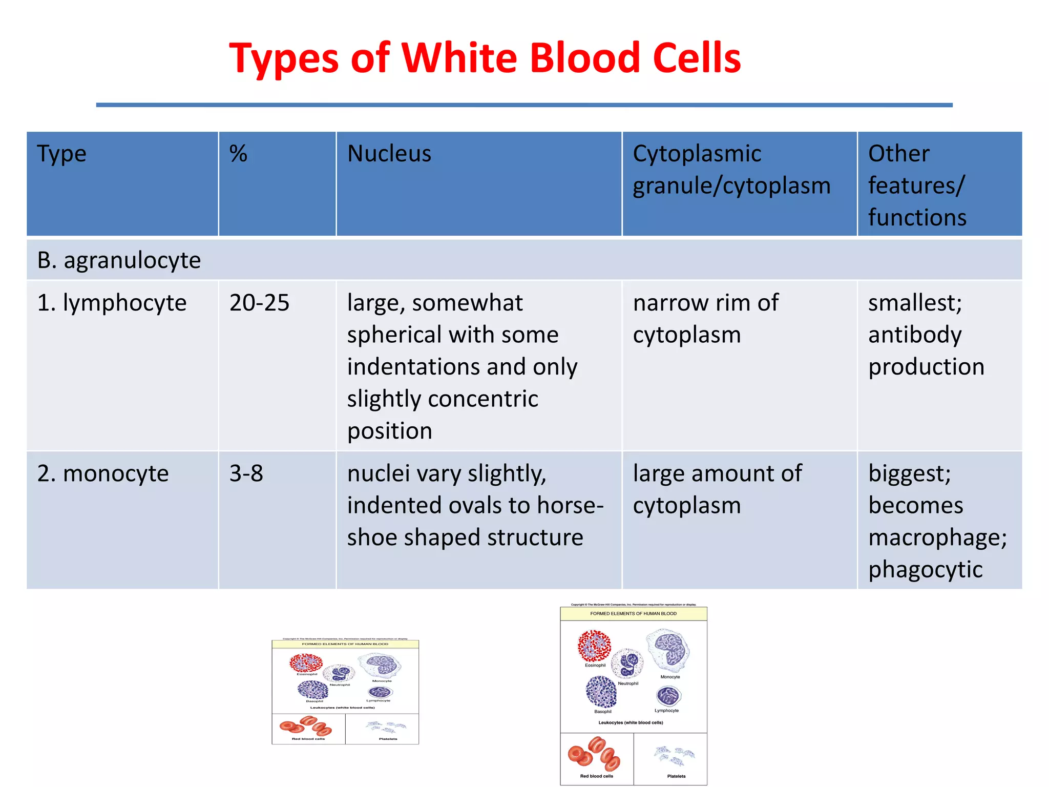 Types of White Blood Cells
Type              %       Nucleus                    Cytoplasmic         Other
                                                     granule/cytoplasm   features/
                                                                         functions
B. agranulocyte
1. lymphocyte     20-25   large, somewhat            narrow rim of       smallest;
                          spherical with some        cytoplasm           antibody
                          indentations and only                          production
                          slightly concentric
                          position
2. monocyte       3-8     nuclei vary slightly,      large amount of     biggest;
                          indented ovals to horse-   cytoplasm           becomes
                          shoe shaped structure                          macrophage;
                                                                         phagocytic
 