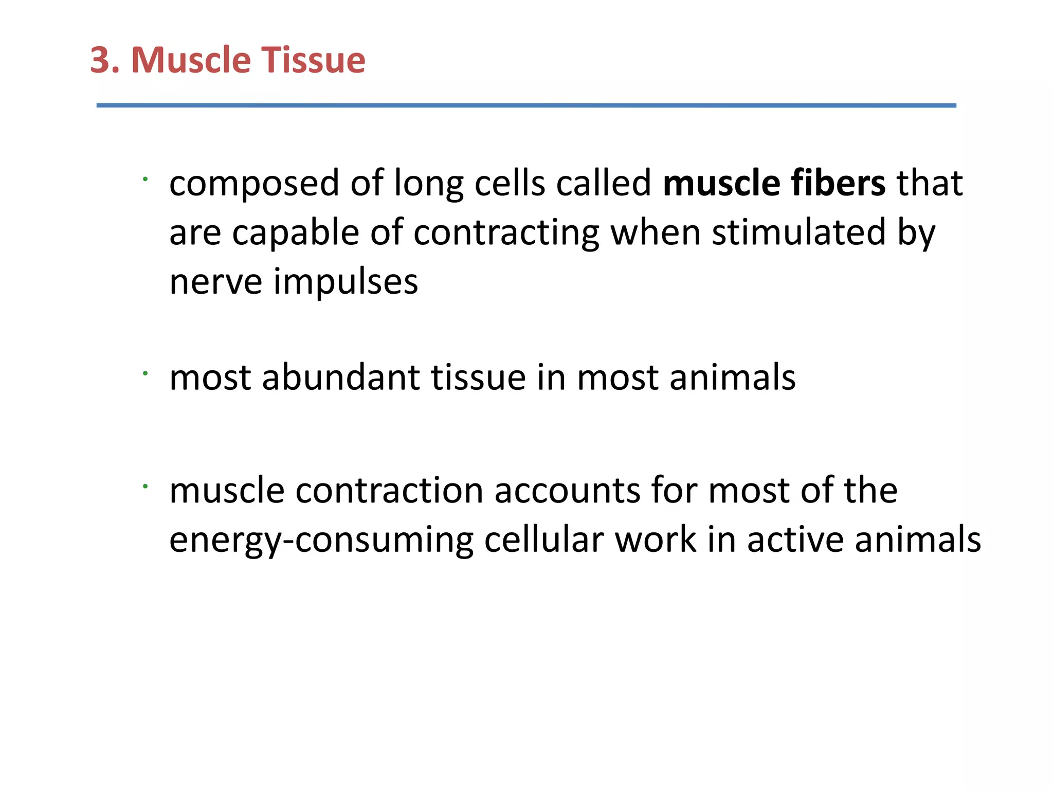 3. Muscle Tissue

   •
       composed of long cells called muscle fibers that
       are capable of contracting when stimulated by
       nerve impulses

   •
       most abundant tissue in most animals

   •
       muscle contraction accounts for most of the
       energy-consuming cellular work in active animals
 
