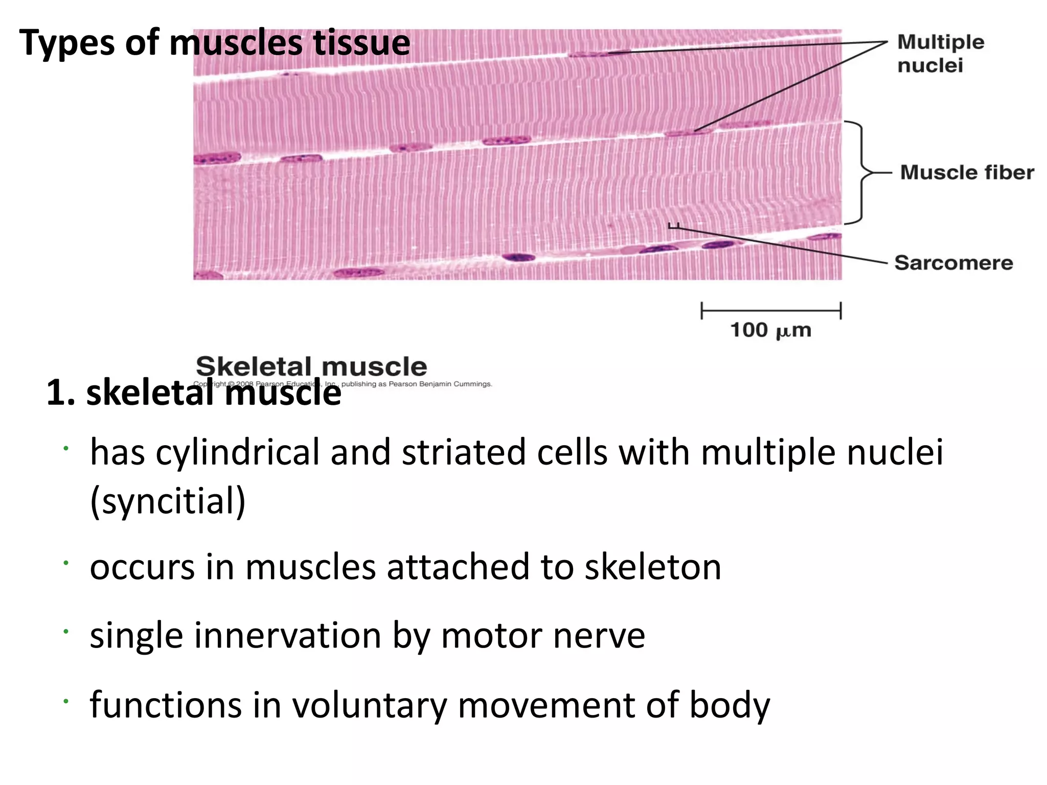 Types of muscles tissue




 1. skeletal muscle
  •
    has cylindrical and striated cells with multiple nuclei
    (syncitial)
  •
      occurs in muscles attached to skeleton
  •
      single innervation by motor nerve
  •
      functions in voluntary movement of body
 