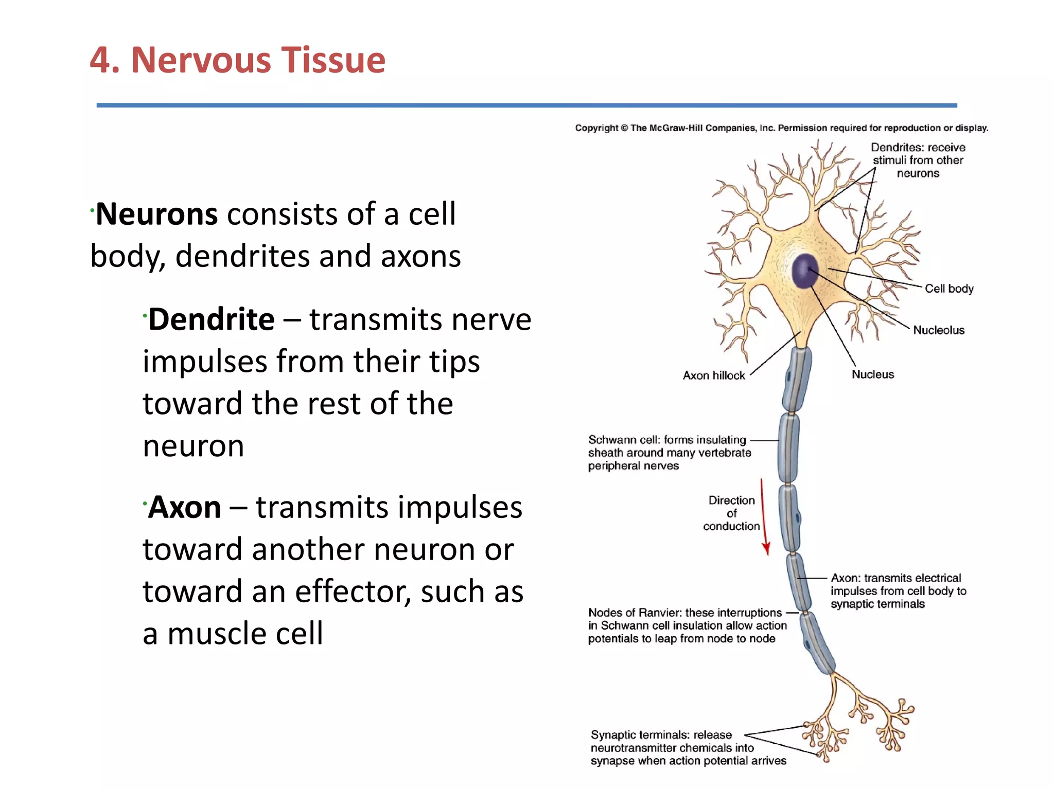 4. Nervous Tissue


Neurons consists of a cell
•


body, dendrites and axons
    •
     Dendrite – transmits nerve
    impulses from their tips
    toward the rest of the
    neuron
    Axon – transmits impulses
    •


    toward another neuron or
    toward an effector, such as
    a muscle cell
 