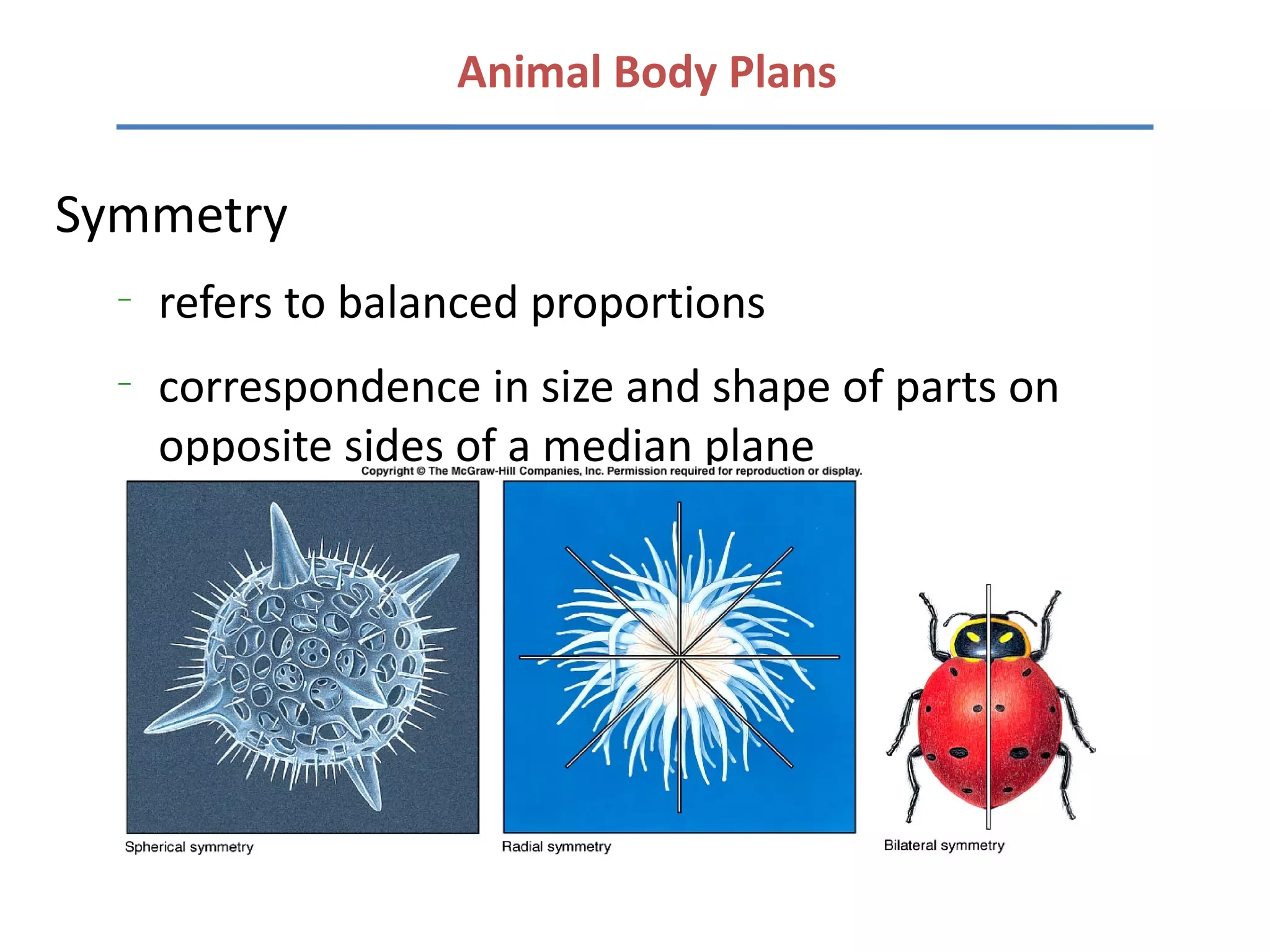 Animal Body Plans

Symmetry
  –
      refers to balanced proportions
  –
      correspondence in size and shape of parts on
      opposite sides of a median plane
 