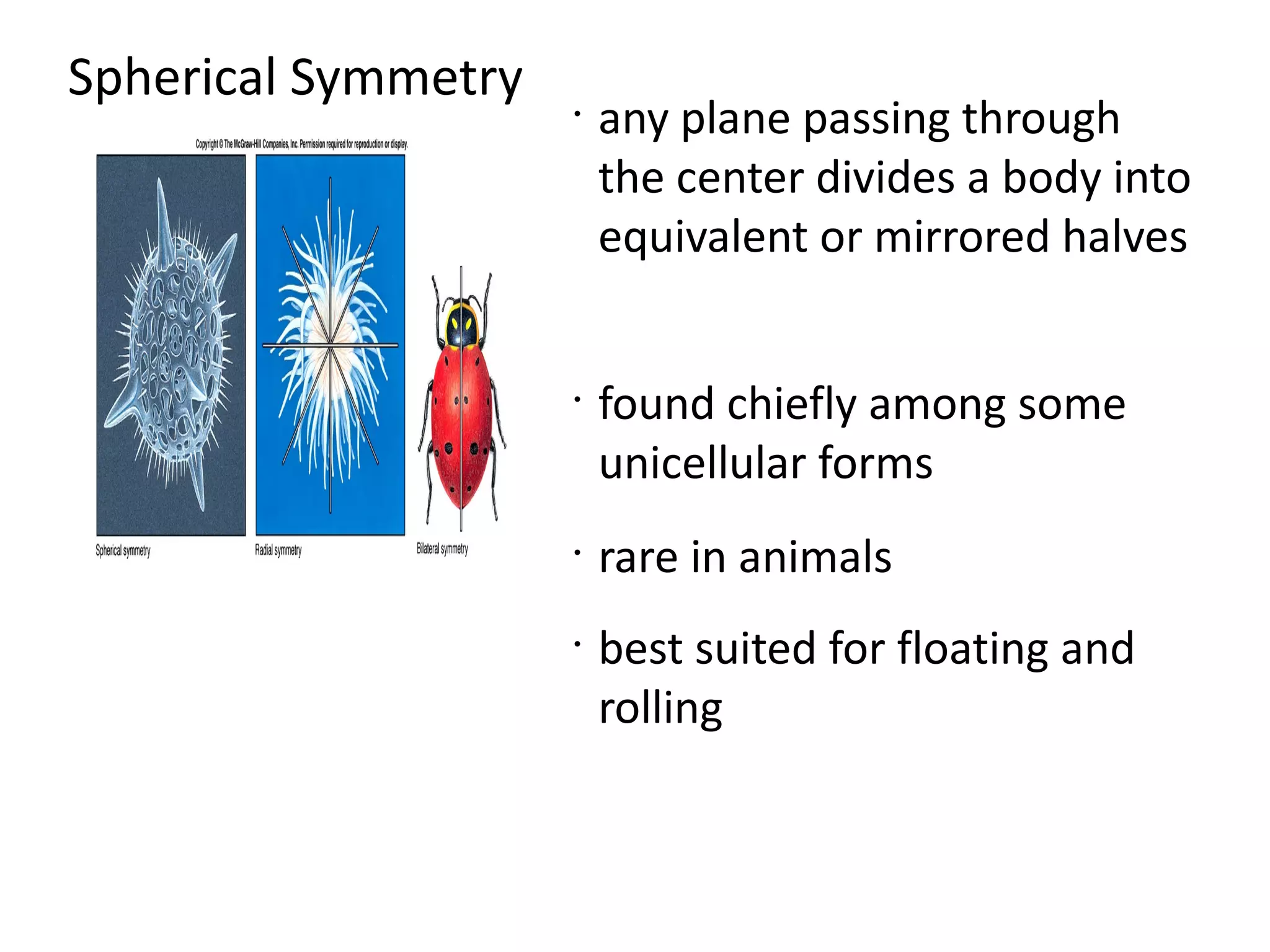 Spherical Symmetry   •
                         any plane passing through
                         the center divides a body into
                         equivalent or mirrored halves


                     •
                         found chiefly among some
                         unicellular forms
                     •
                         rare in animals
                     •
                         best suited for floating and
                         rolling
 