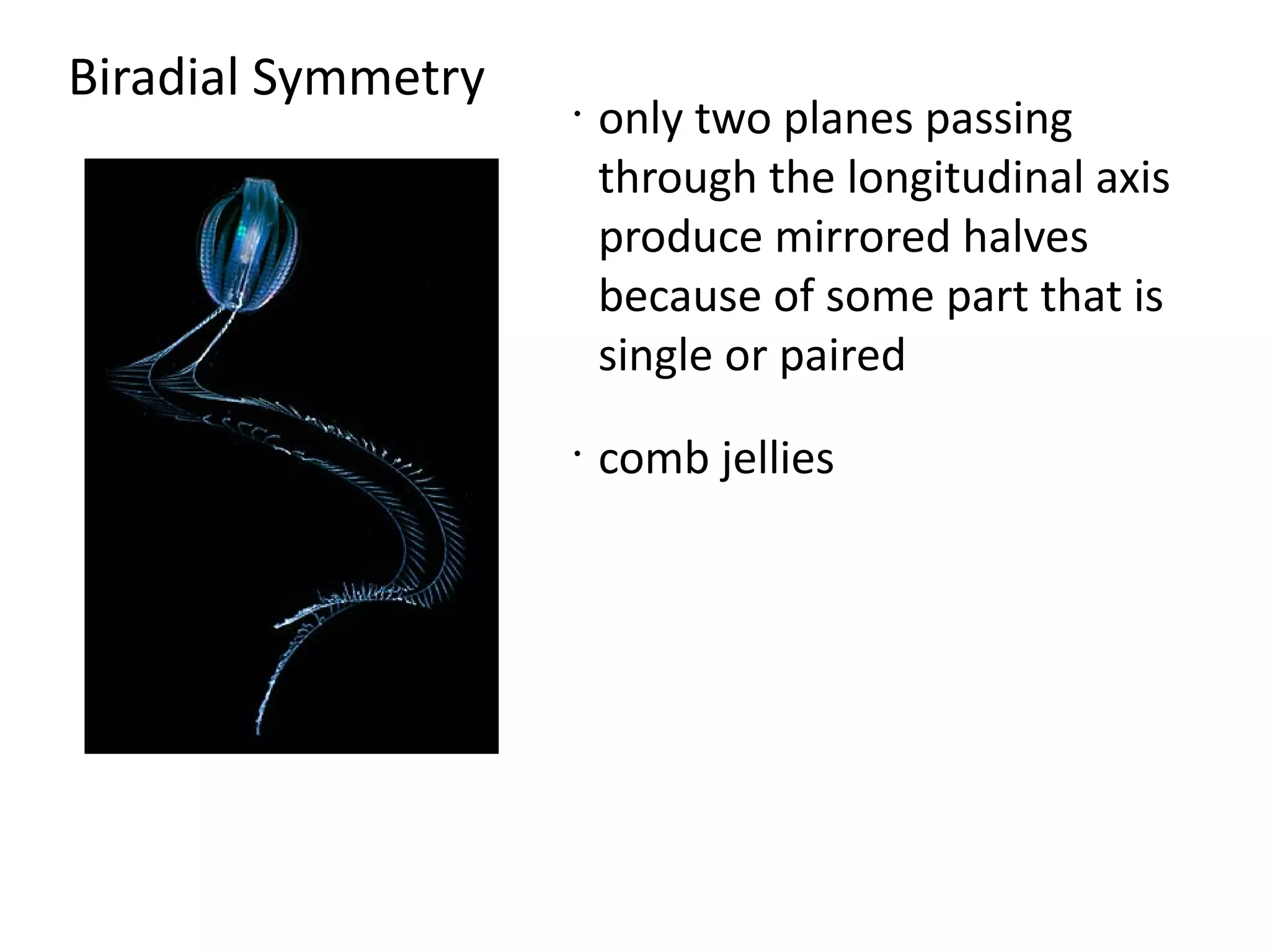 Biradial Symmetry   •
                        only two planes passing
                        through the longitudinal axis
                        produce mirrored halves
                        because of some part that is
                        single or paired
                    •
                        comb jellies
 