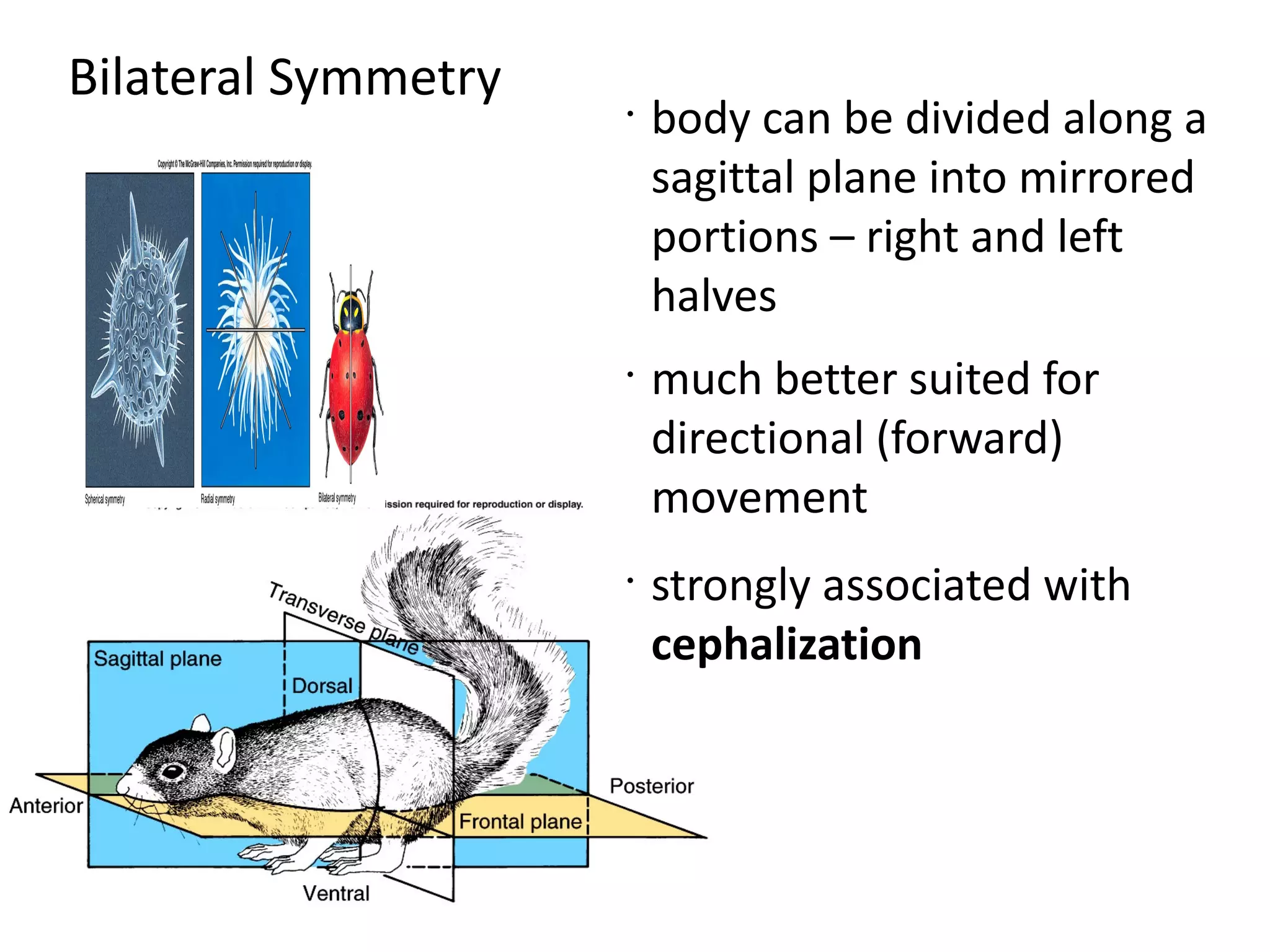 Bilateral Symmetry   •
                         body can be divided along a
                         sagittal plane into mirrored
                         portions – right and left
                         halves
                     •
                         much better suited for
                         directional (forward)
                         movement
                     •
                         strongly associated with
                         cephalization
 